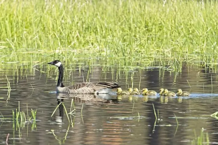 Framed Print : A Canadian Goose swims in a pond with the little goslings trailing behind at Turnbull Wildlife Refuge in Cheney Framed Print : A Canadian Goose swims in a pond with the little goslings trailing behind at Turnbull Wildlife Refuge in Cheney