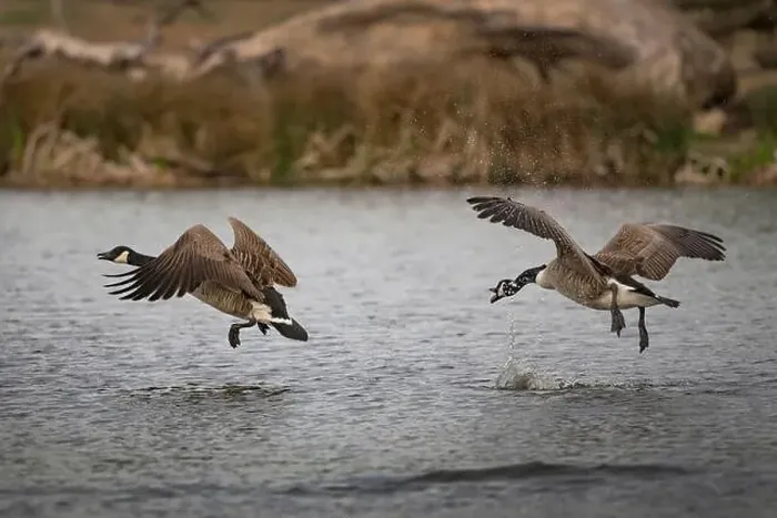 Framed Print : Cananad geese fighting to be top male Framed Print : Cananad geese fighting to be top male