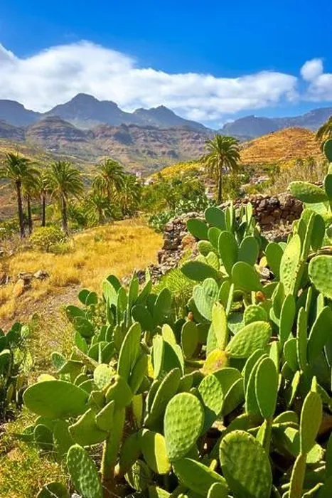 Framed Print : Canarian landscape, Gran Canaria, Canary Islands, Spain Framed Print : Canarian landscape, Gran Canaria, Canary Islands, Spain