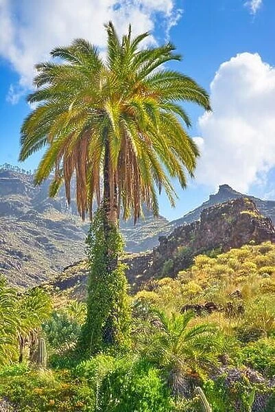 Canarian landscape with lonely palm tree, Gran Canaria, Canary Islands, Spain