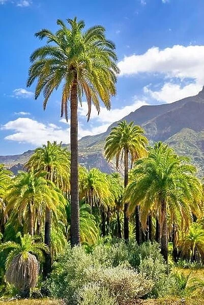Canarian landscape with palm tree, Gran Canaria, Spain