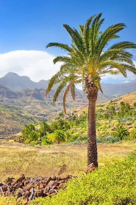 Framed Print : Canarian landscape with palm tree, Gran Canaria, Spain Framed Print : Canarian landscape with palm tree, Gran Canaria, Spain