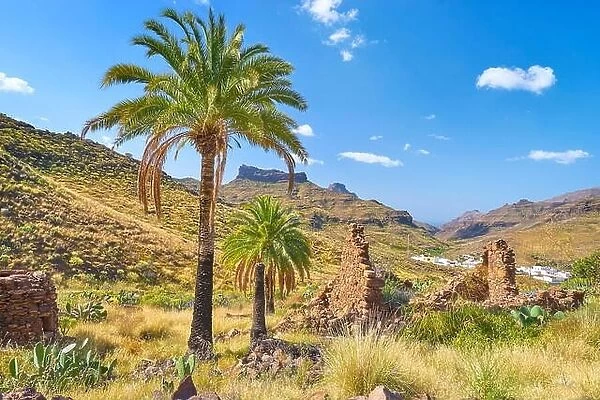 Canarian landscape with palm trees, Gran Canaria, Canary Islands, Spain