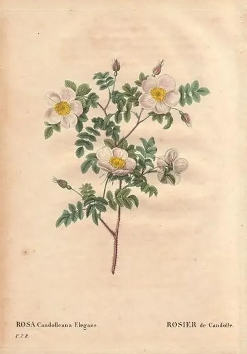 Framed Print : De Candolle's white rose or Rosier de Candolle (Rosa candolleana elegans) Framed Print : De Candolle's white rose or Rosier de Candolle (Rosa candolleana elegans)
