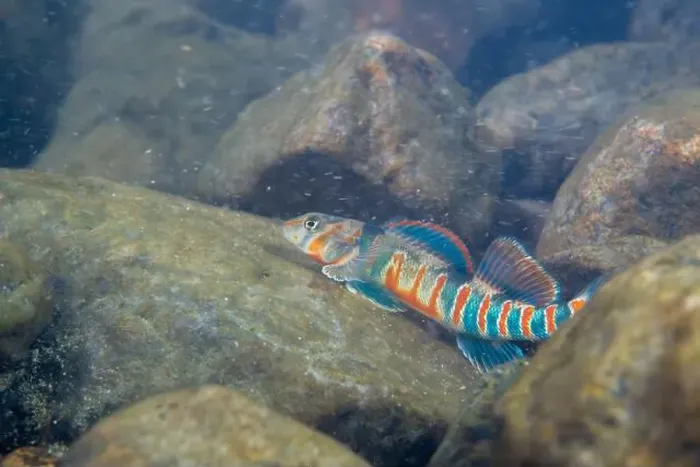 Framed Print : Candy darter displaying on a riverbed Framed Print : Candy darter displaying on a riverbed
