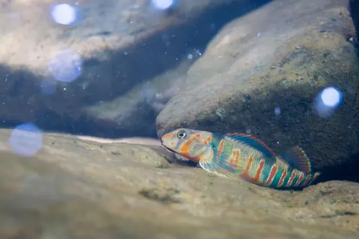 Framed Print : Candy darter displaying on a rocky riverbed Framed Print : Candy darter displaying on a rocky riverbed
