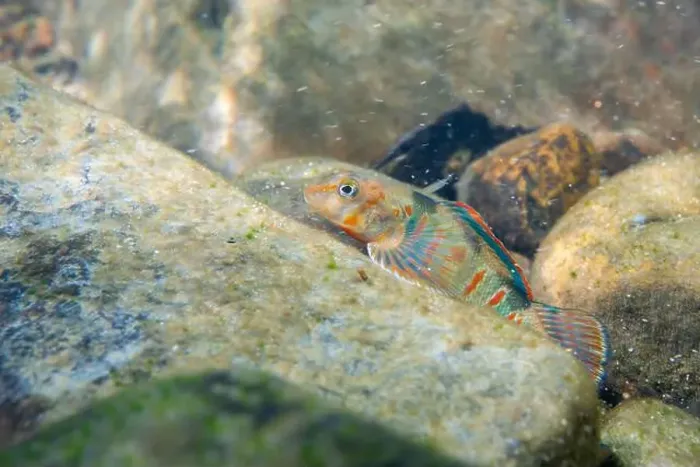 Framed Print : Candy darter on a riverbed Framed Print : Candy darter on a riverbed