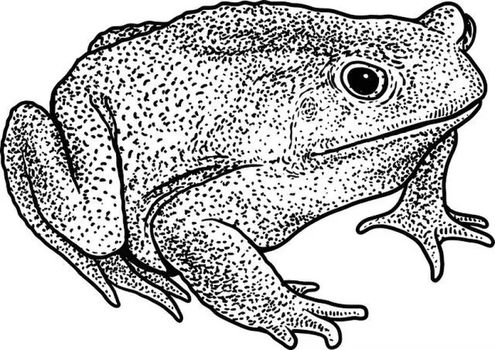 Framed Print : Cane toad illustration, drawing, engraving, ink, line art, vector Framed Print : Cane toad illustration, drawing, engraving, ink, line art, vector