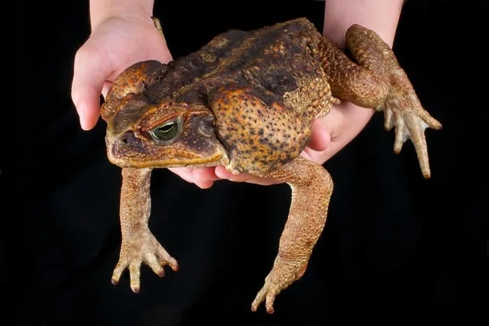 Framed Print : Cane toad / Rhinella marina Framed Print : Cane toad / Rhinella marina
