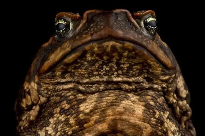 Framed Print : Cane toad (Rhinella marina) Framed Print : Cane toad (Rhinella marina)