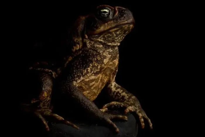 Framed Print : Cane toad (Rhinella marina) Framed Print : Cane toad (Rhinella marina)