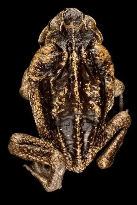 Framed Print : Cane toad (Rhinella marina) Framed Print : Cane toad (Rhinella marina)