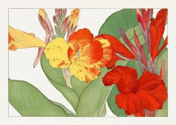 Framed Print : Canna flower. Asian art. Japanese flower woodblock art by Tanigami Kônan Framed Print : Canna flower. Asian art. Japanese flower woodblock art by Tanigami Kônan