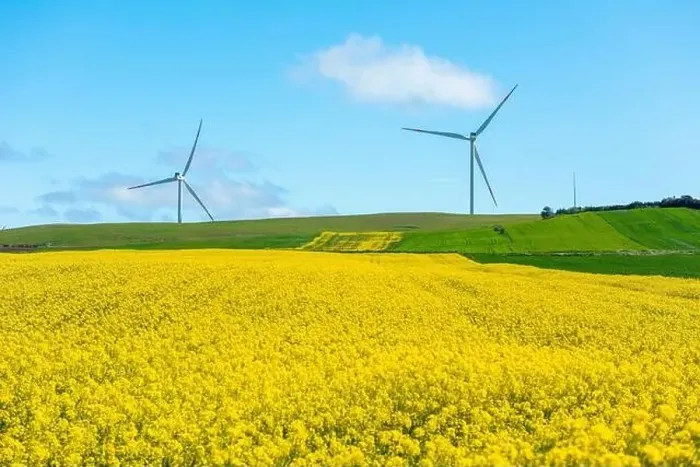 Framed Print : Canola Fields. Blooming canola fields under a blue sky with clouds. Beautiful yellow flowers