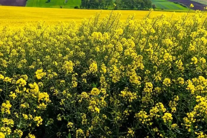 Framed Print : Canola Fields. Blooming canola fields under a blue sky with clouds. Beautiful yellow flowers