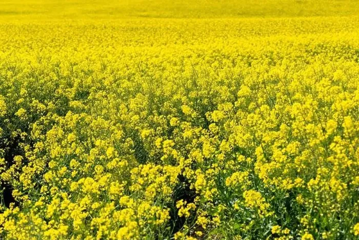 Framed Print : Canola Fields. Blooming canola fields under a blue sky with clouds. Beautiful yellow flowers