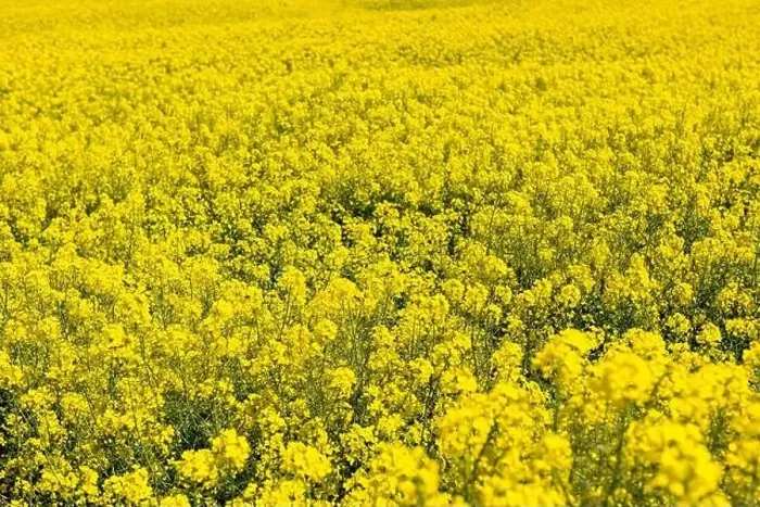 Framed Print : Canola Fields. Blooming canola fields under a blue sky with clouds. Beautiful yellow flowers
