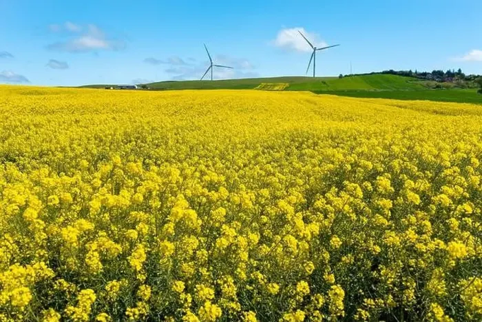 Framed Print : Canola Fields. Blooming canola fields under a blue sky with clouds. Beautiful yellow flowers