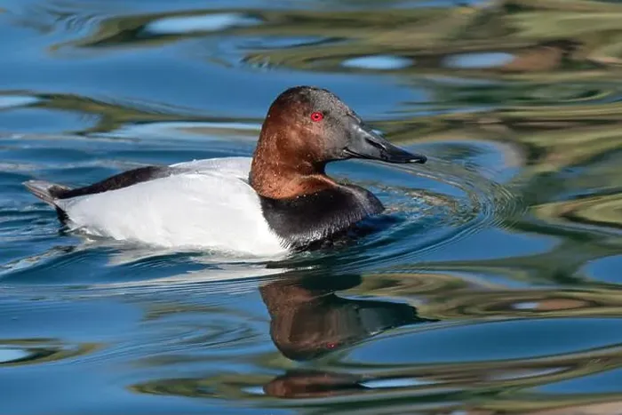 Framed Print : Canvasback (Aythya valisineria) Framed Print : Canvasback (Aythya valisineria)