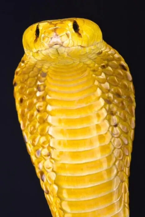Framed Print : Cape cobra (Naja nivea)