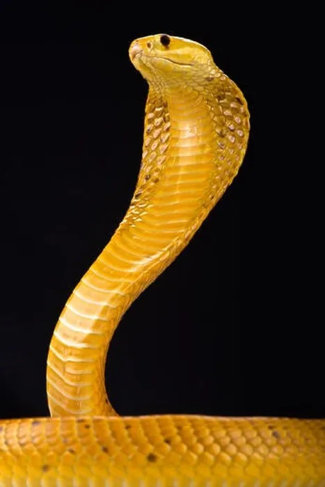 Framed Print : Cape cobra (Naja nivea) Framed Print : Cape cobra (Naja nivea)