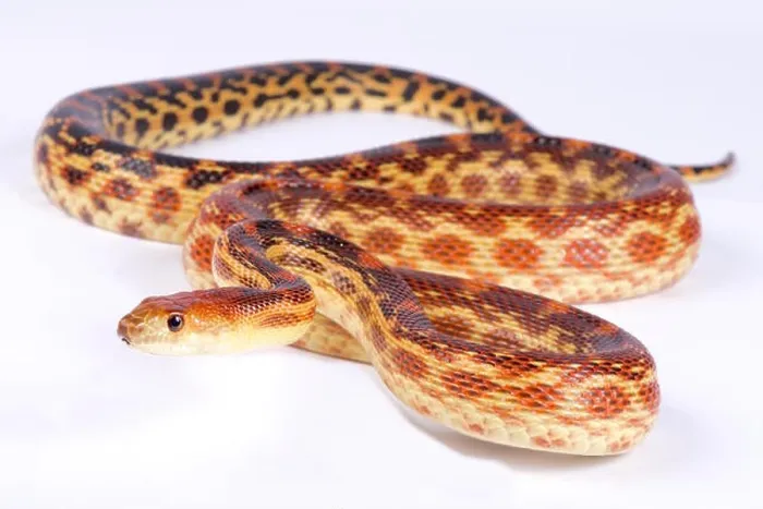 Framed Print : Cape gopher snake, Pituophis vertebralis Framed Print : Cape gopher snake, Pituophis vertebralis
