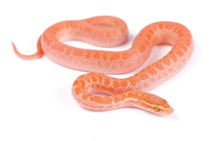 Framed Print : Cape house snake, Boaedon capensis Framed Print : Cape house snake, Boaedon capensis