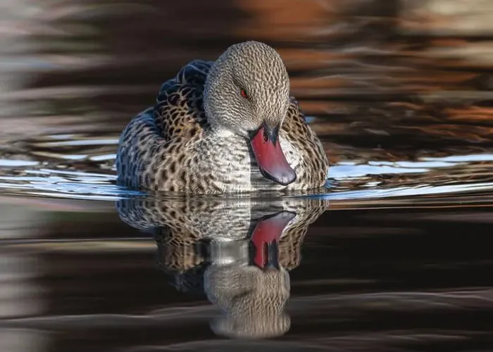 Framed Print : Cape Teal Framed Print : Cape Teal