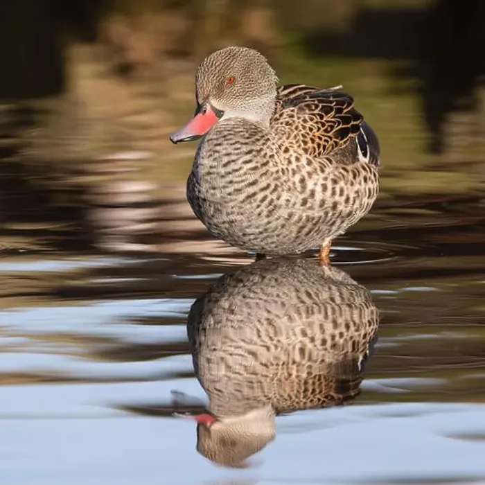 Framed Print : Cape Teal Framed Print : Cape Teal