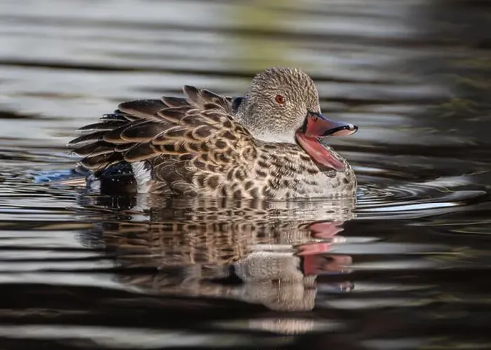 Framed Print : Cape Teal Framed Print : Cape Teal