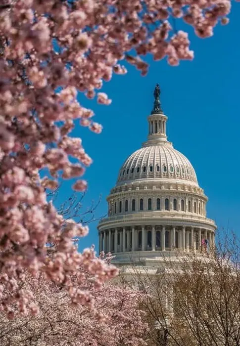 Framed Print : US Capitol Building among springtime tree blossoms Framed Print : US Capitol Building among springtime tree blossoms