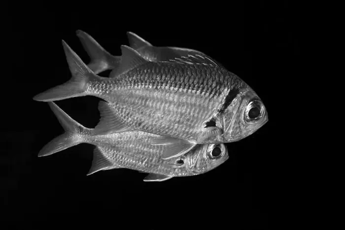 Framed Print : A captivating black and white image of fish swimming gracefully in the dark The fine details of their scales Framed Print : A captivating black and white image of fish swimming gracefully in the dark The fine details of their scales