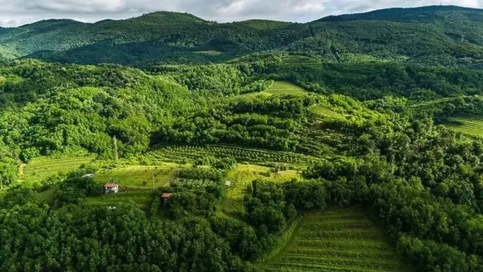 Framed Print : Captivating Drone Shot of Summer Vineyards in Vipava Valley, Slovenia Framed Print : Captivating Drone Shot of Summer Vineyards in Vipava Valley, Slovenia