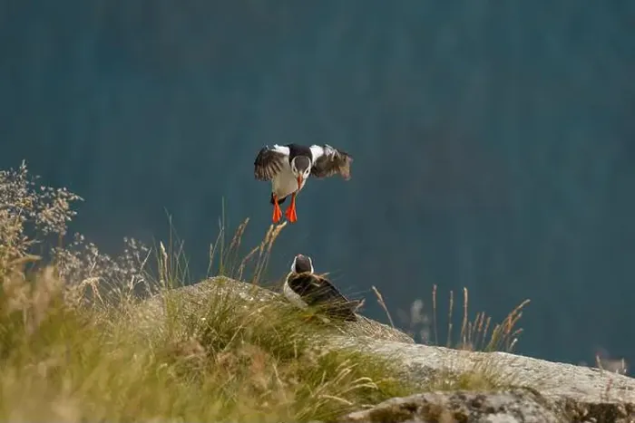 Framed Print : A captivating moment featuring two Atlantic puffins Framed Print : A captivating moment featuring two Atlantic puffins