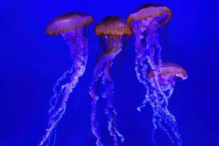 Framed Print : Captivating scene featuring four jellyfish illuminated in vibrant blue light with their long Framed Print : Captivating scene featuring four jellyfish illuminated in vibrant blue light with their long