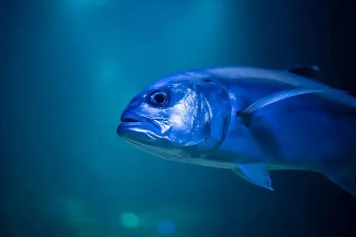 Framed Print : Caranx underwater in an aquarium. Caranx close-up Framed Print : Caranx underwater in an aquarium. Caranx close-up