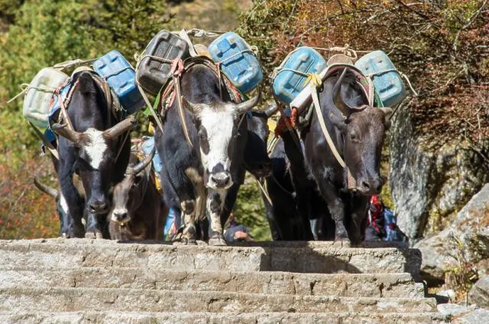 Framed Print : Caravan of yaks or dzo on the steps on the way to Everest base camp with canisters Framed Print : Caravan of yaks or dzo on the steps on the way to Everest base camp with canisters