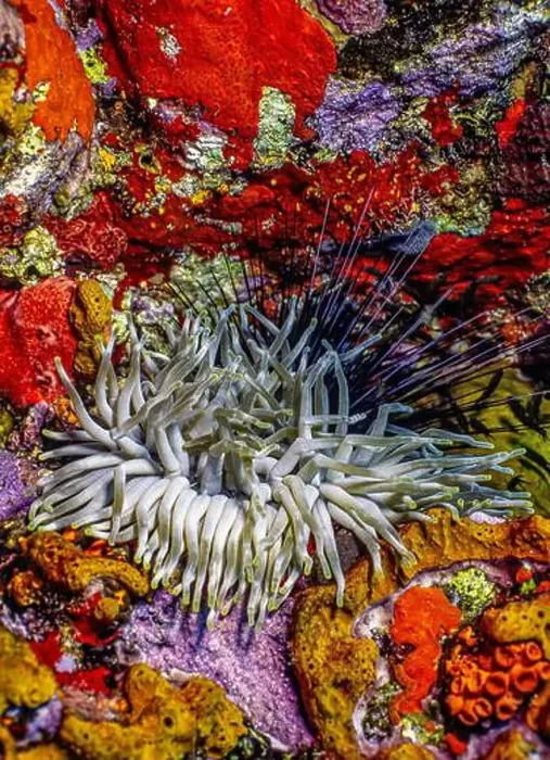 Framed Print : Caribbean coral reef at night off the coast of the island of Bonaire Framed Print : Caribbean coral reef at night off the coast of the island of Bonaire