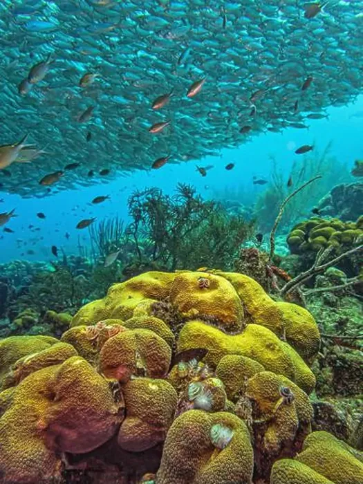 Framed Print : Caribbean coral reef off coast of Bonaire with Baitball at Bachelors Paradise Framed Print : Caribbean coral reef off coast of Bonaire with Baitball at Bachelors Paradise
