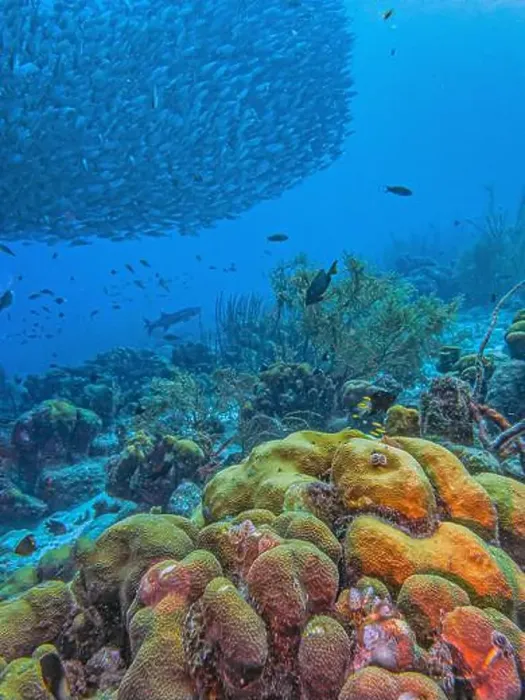 Framed Print : Caribbean coral reef off coast of Bonaire with Baitball at Bachelors Paradise Framed Print : Caribbean coral reef off coast of Bonaire with Baitball at Bachelors Paradise