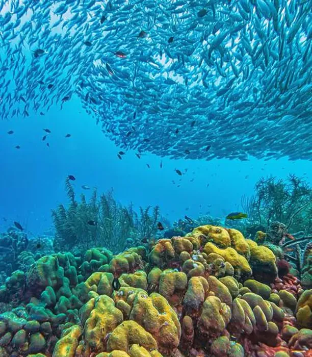 Framed Print : Caribbean coral reef off coast of Bonaire with Baitball at Bachelors Paradise Framed Print : Caribbean coral reef off coast of Bonaire with Baitball at Bachelors Paradise