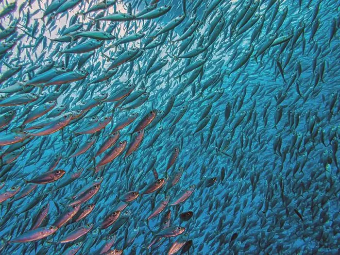 Framed Print : Caribbean coral reef off coast of Bonaire with Baitball at Bachelors Paradise Framed Print : Caribbean coral reef off coast of Bonaire with Baitball at Bachelors Paradise