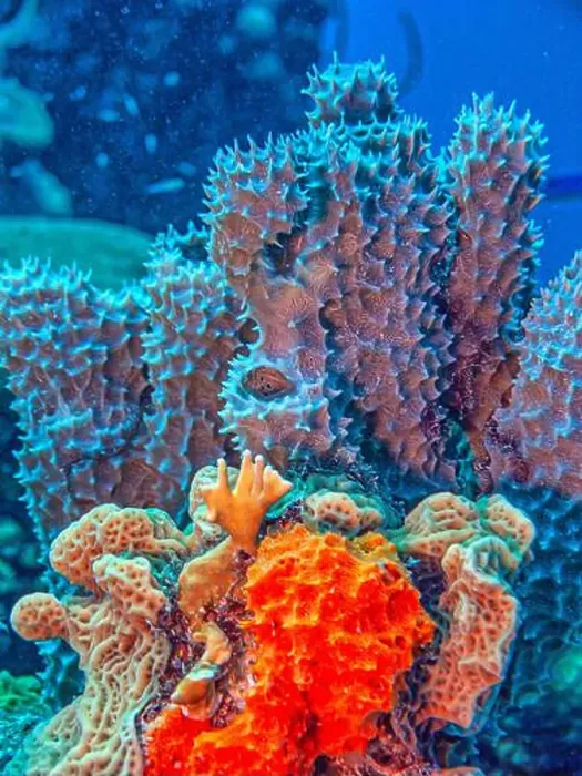 Framed Print : Caribbean coral reef, off the coast of the island of Bonaire Framed Print : Caribbean coral reef, off the coast of the island of Bonaire