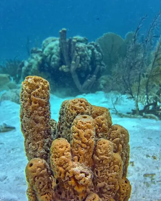 Framed Print : Caribbean coral reef off the coast of the island of Bonaire Framed Print : Caribbean coral reef off the coast of the island of Bonaire