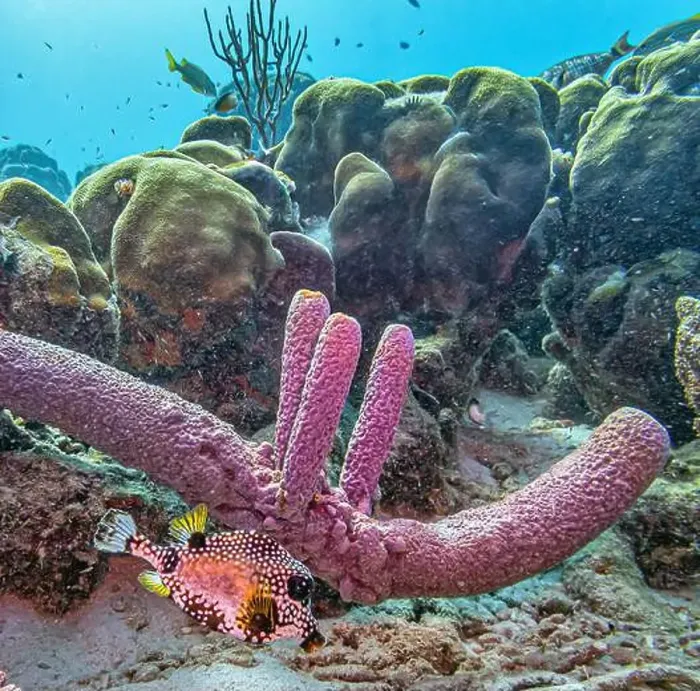 Framed Print : Caribbean coral reef off the coast of the island of Bonaire Framed Print : Caribbean coral reef off the coast of the island of Bonaire