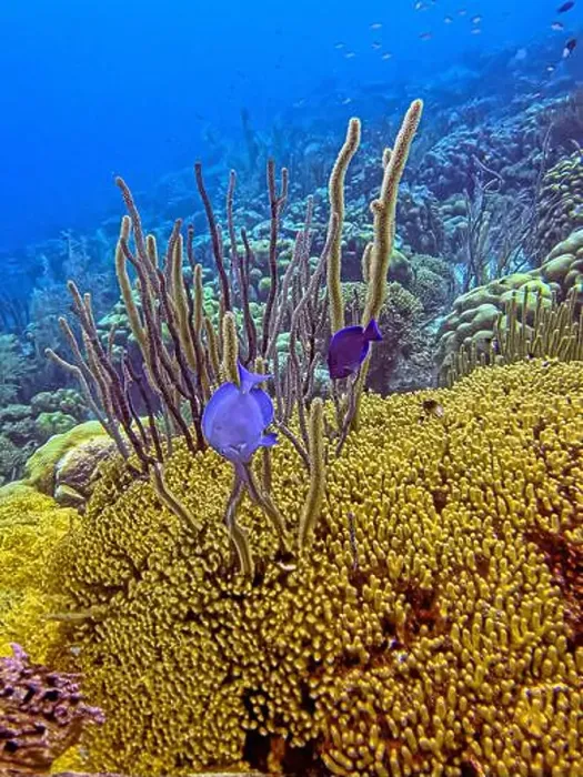 Framed Print : Caribbean coral reef off the coast of the island of Bonaire