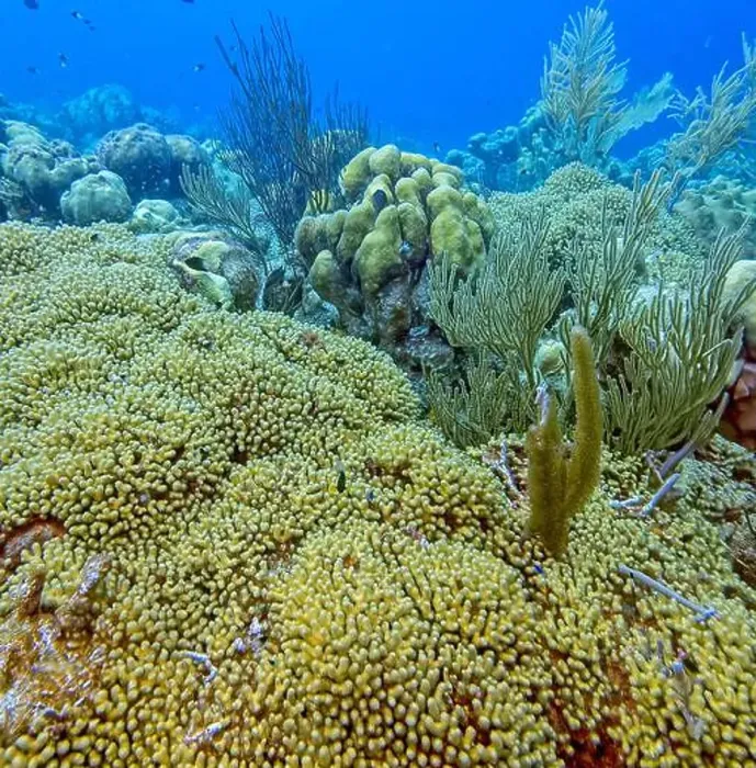 Framed Print : Caribbean coral reef off the coast of the island of Bonaire Framed Print : Caribbean coral reef off the coast of the island of Bonaire