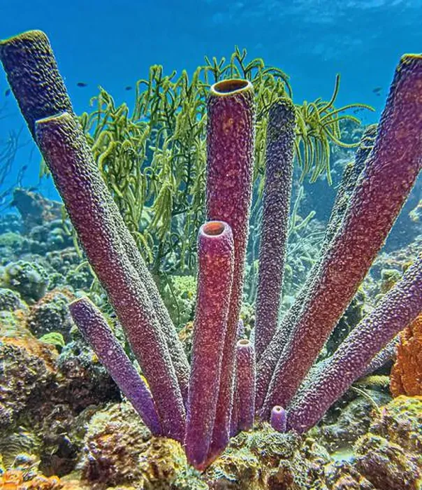 Framed Print : Caribbean coral reef off the coast of the island of Bonaire Framed Print : Caribbean coral reef off the coast of the island of Bonaire