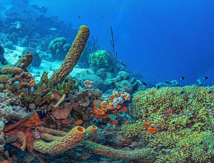Framed Print : Caribbean coral reef off the coast of the island of Bonaire Framed Print : Caribbean coral reef off the coast of the island of Bonaire