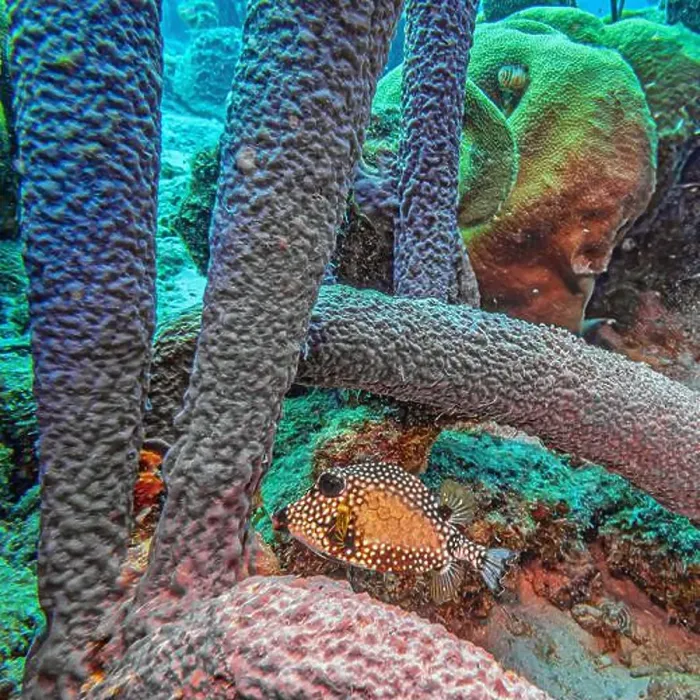 Framed Print : Caribbean coral reef off the coast of the island of Bonaire Framed Print : Caribbean coral reef off the coast of the island of Bonaire
